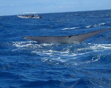 DSCN0942 → Commentaire de BOQUET Raymond mar. 26 janv. 2010 16:50:31 CET (88.179.177.139) baleine: baleine entre Moorea et Tahiti