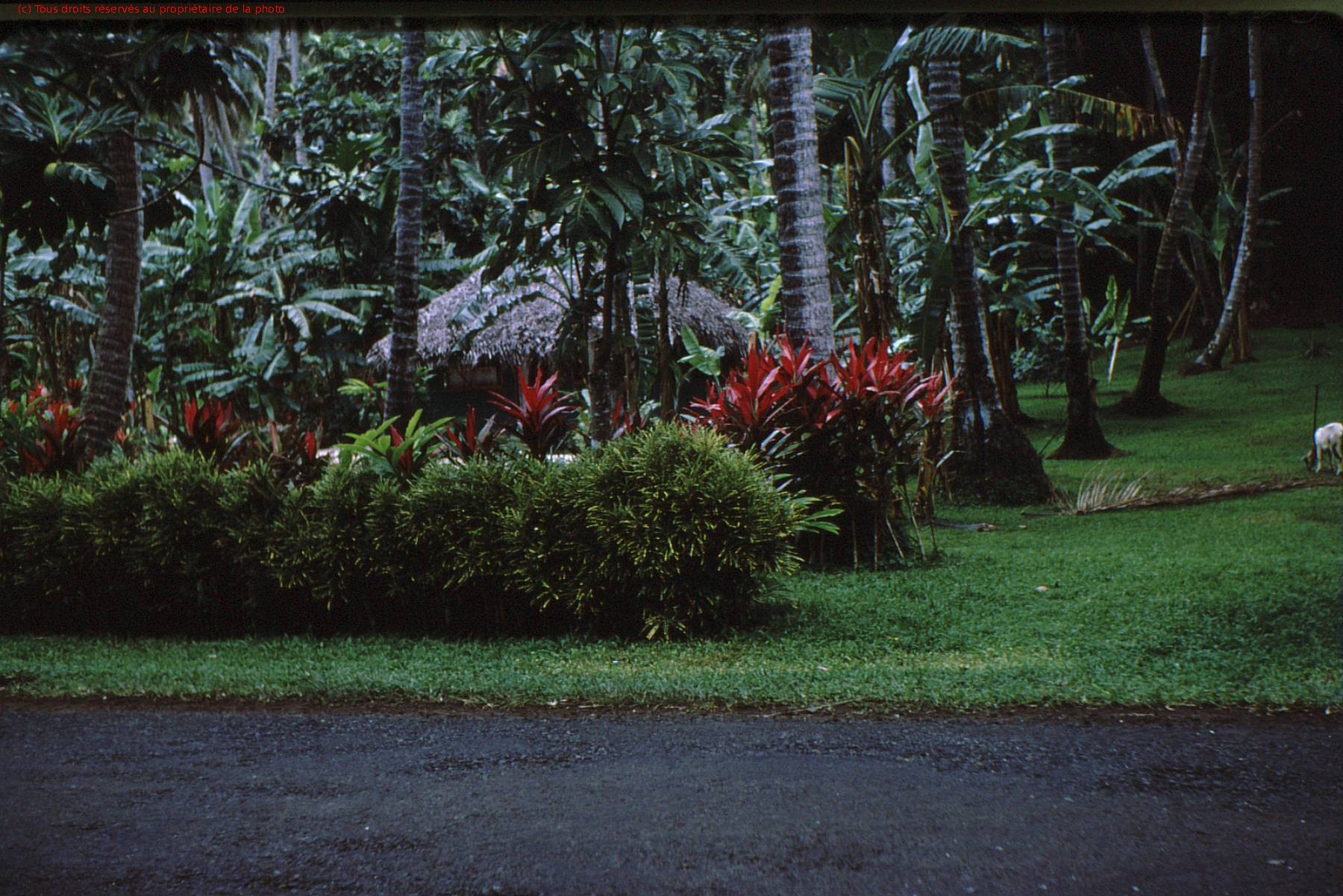 TAHITI 1967-68 (104)