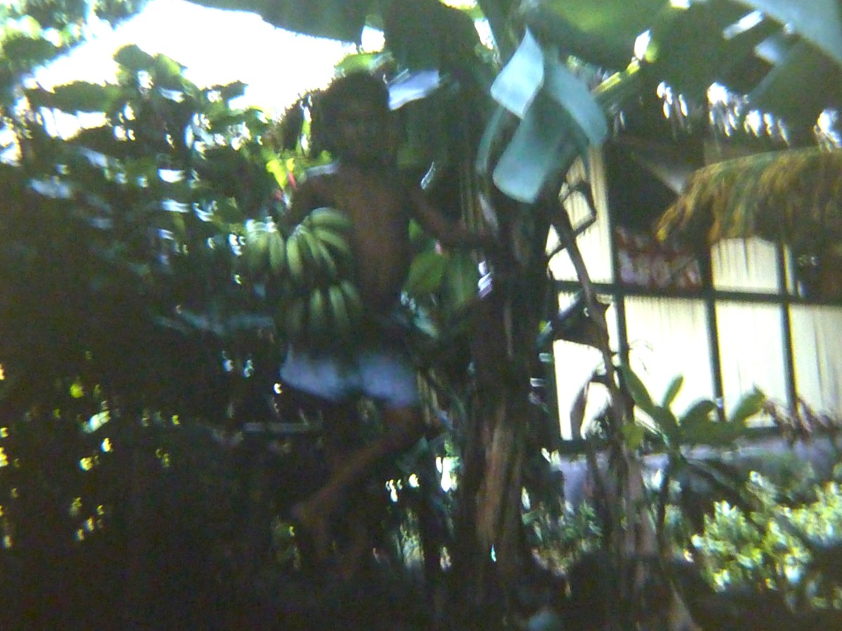 19661200 a16p Bora Bora en la famille d'acceuil