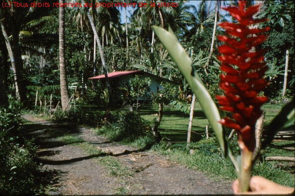 TAHITI 1967-68 (84)