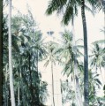 TAHITI 1967-68 (96)