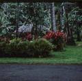 TAHITI 1967-68 (104)