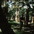 TAHITI 1967-68 (98)