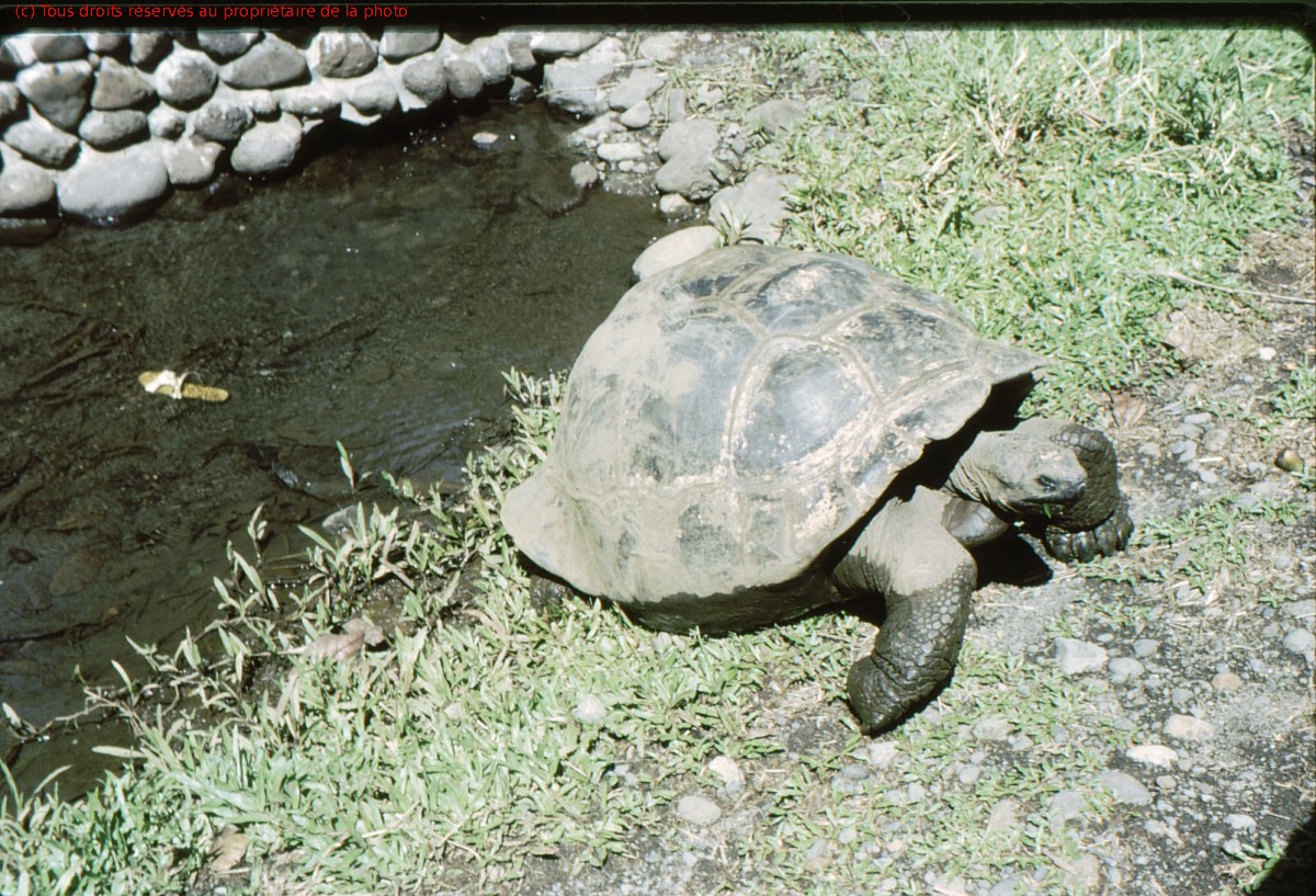 TAHITI 1967-68 (12)