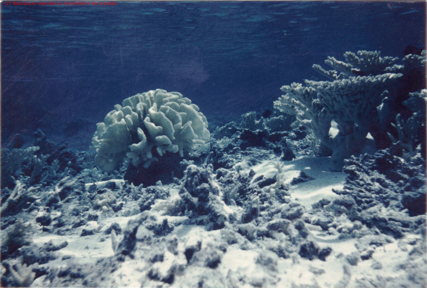 Gambier 1967, Totégégie coraux motou Puaumu