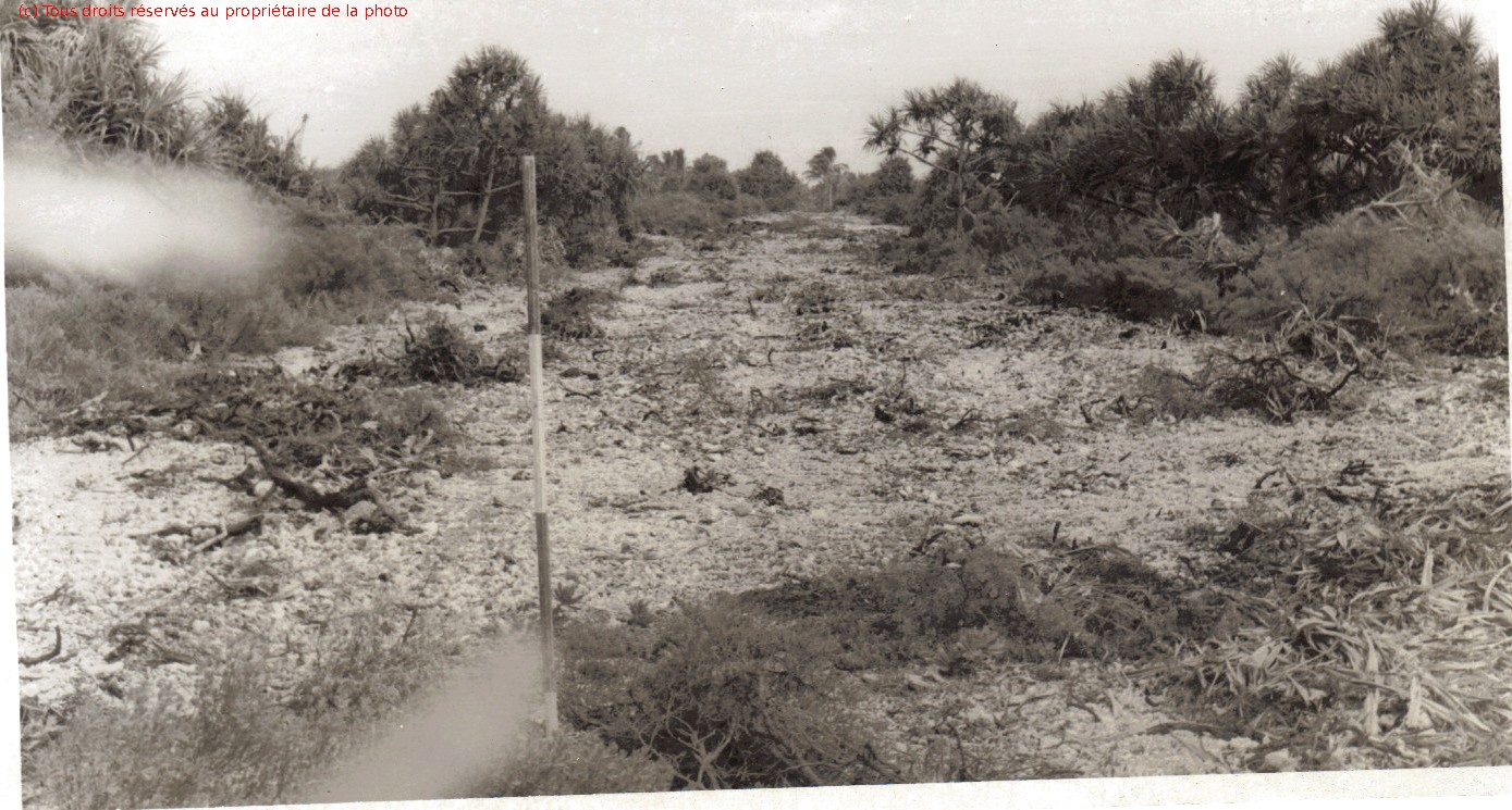 Gambier 04/67, débroussaillage Totégégie