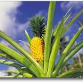 Ananas sur pied