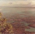 061 Gambier 1967, coraux à Aukéna