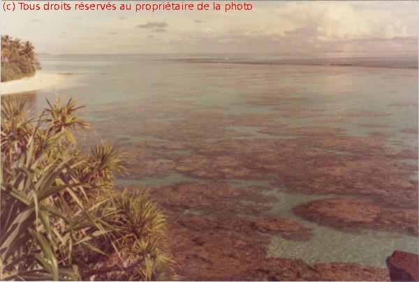 061 Gambier 1967, coraux à Aukéna