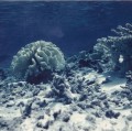 Gambier 1967, Totégégie coraux motou Puaumu