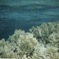 Gambier 1967, coraux motou Tarauru-Roa, sud Totégégie