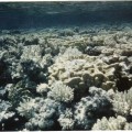 Gambier 1967, coraux au lieu-dit trois cocotiers