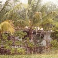 Gambier 1986, ruines maison vaguemestre, par abandon