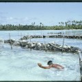 Rangiroa 1967 (3)