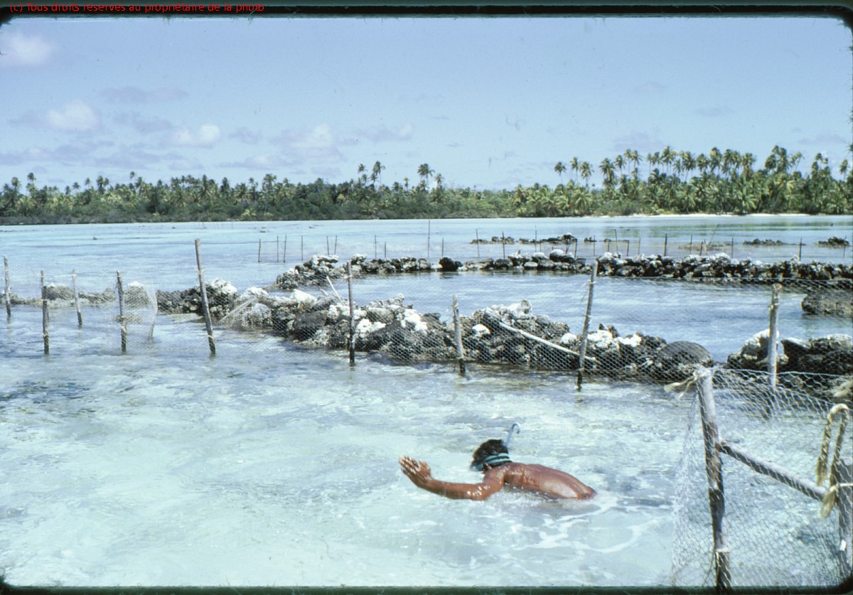 Rangiroa 1967 (3)