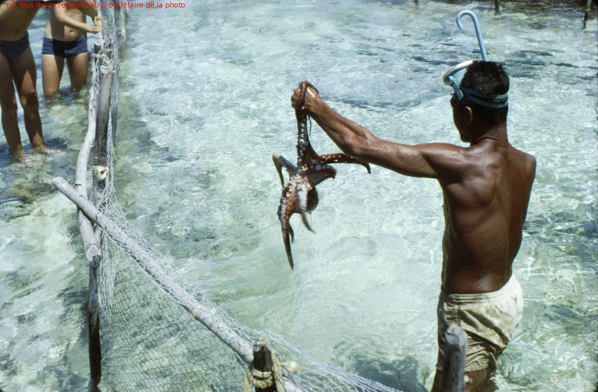 Rangiroa 1967 (4)