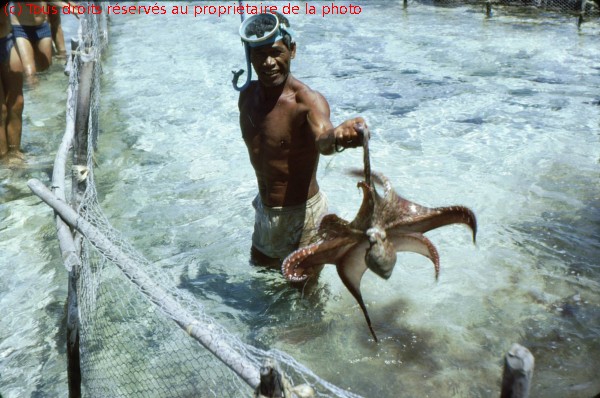 Rangiroa 1967 (5)