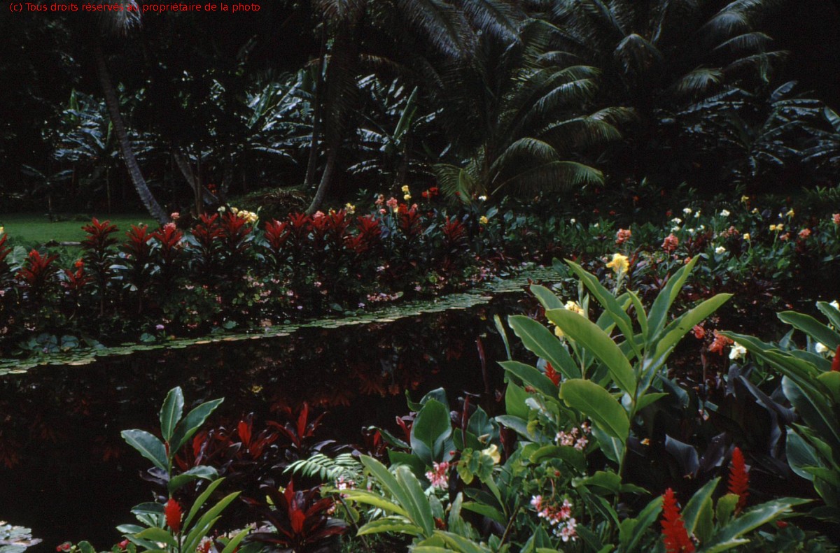 TAHITI 1967-68 (83)